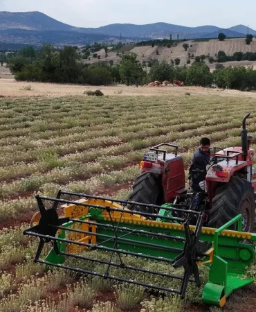 guneysinirda-kekik-hasadi-kurakliga-direncli-tarimda-yeni-donem-JGEvjNOl.webp