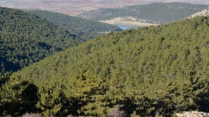 nigdede-orman-girisleri-yasaklandi-JzgAUK55.jpg