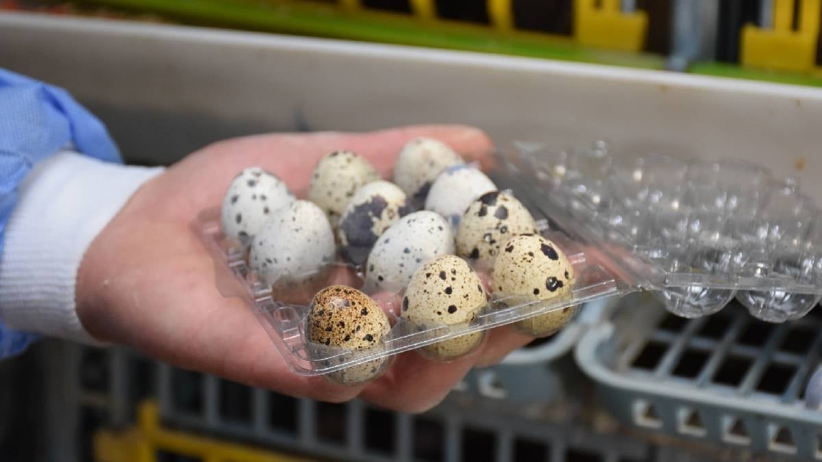 Bıldırcın Yumurtası Besin Değeriyle Öne Çıkıyor