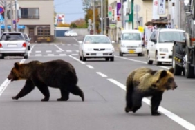 japonya-havalimaninda-ayi-panigi-dnjdBHbi.jpg