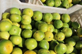 turkiyenin-mandalina-ihracatinda-rekor-artis-ekimde-yuzde-144luk-sicrama-FEtp6mdb.jpg