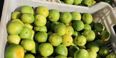 turkiyenin-mandalina-ihracatinda-rekor-artis-ekimde-yuzde-144luk-sicrama-FEtp6mdb.jpg