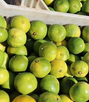 turkiyenin-mandalina-ihracatinda-rekor-artis-ekimde-yuzde-144luk-sicrama-FEtp6mdb.jpg