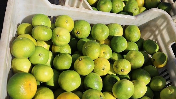 turkiyenin-mandalina-ihracatinda-rekor-artis-ekimde-yuzde-144luk-sicrama-FEtp6mdb.jpg
