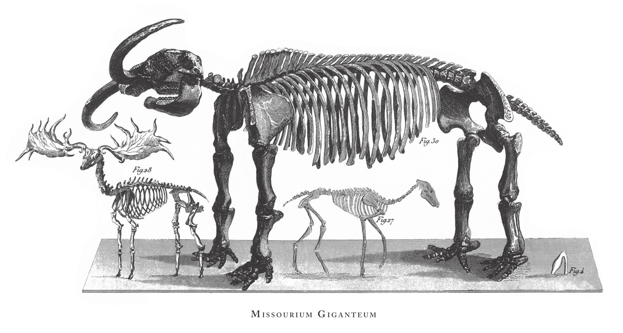 Megatherium resmi
