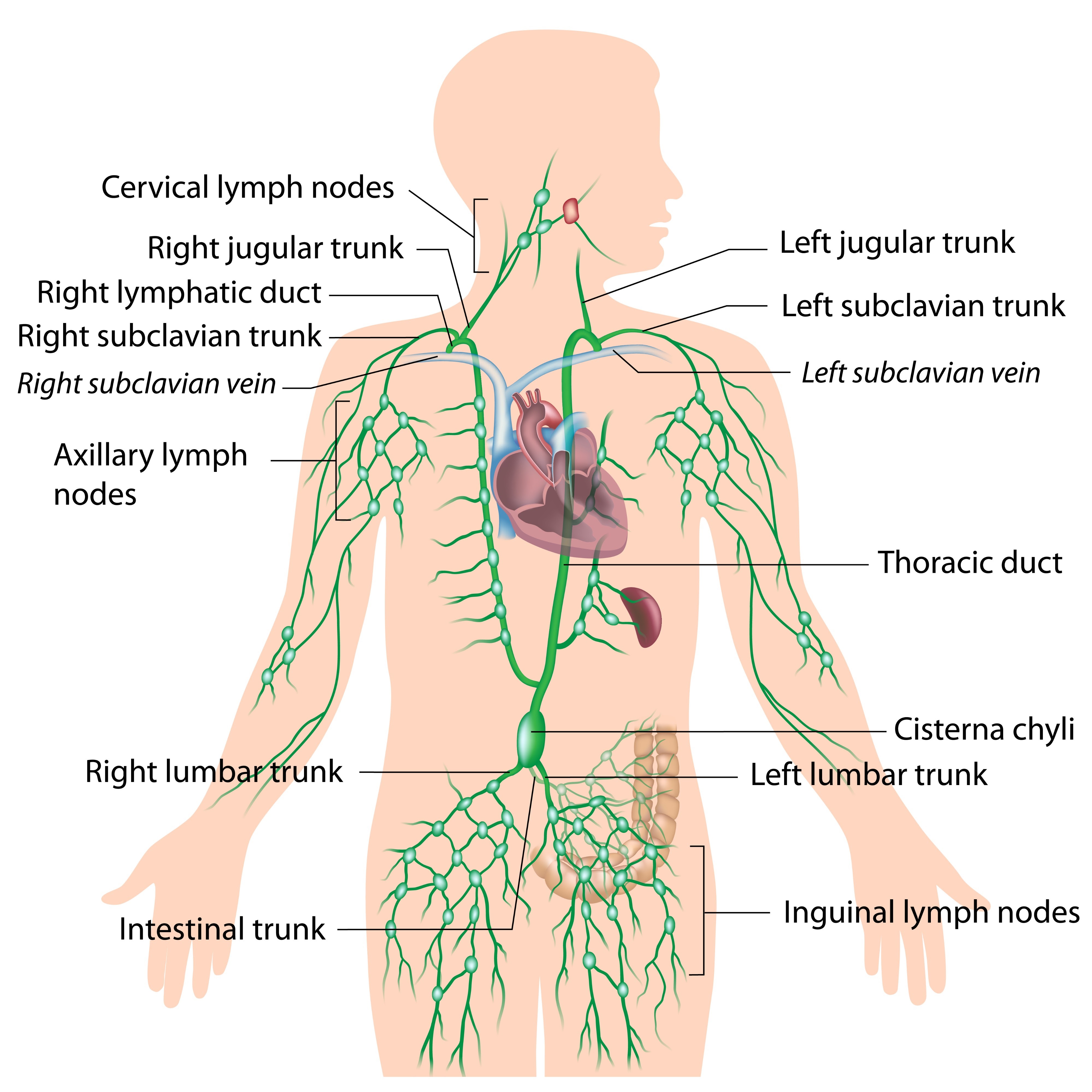 lymphatic system resmi