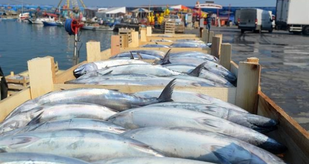 Tekirdağlı Balıkçılar Marmara'dan Bol Palamutla Dönüyor: Tanesi 100-150 Lira