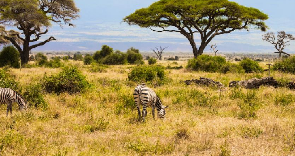 Kenya Savanında 18 Yıllık Deney Büyük Otçulların Ağaç Örtüsüne Etkisini Kanıtladı