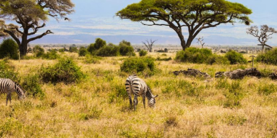 Kenya Savanında 18 Yıllık Deney Büyük Otçulların Ağaç Örtüsüne Etkisini Kanıtladı