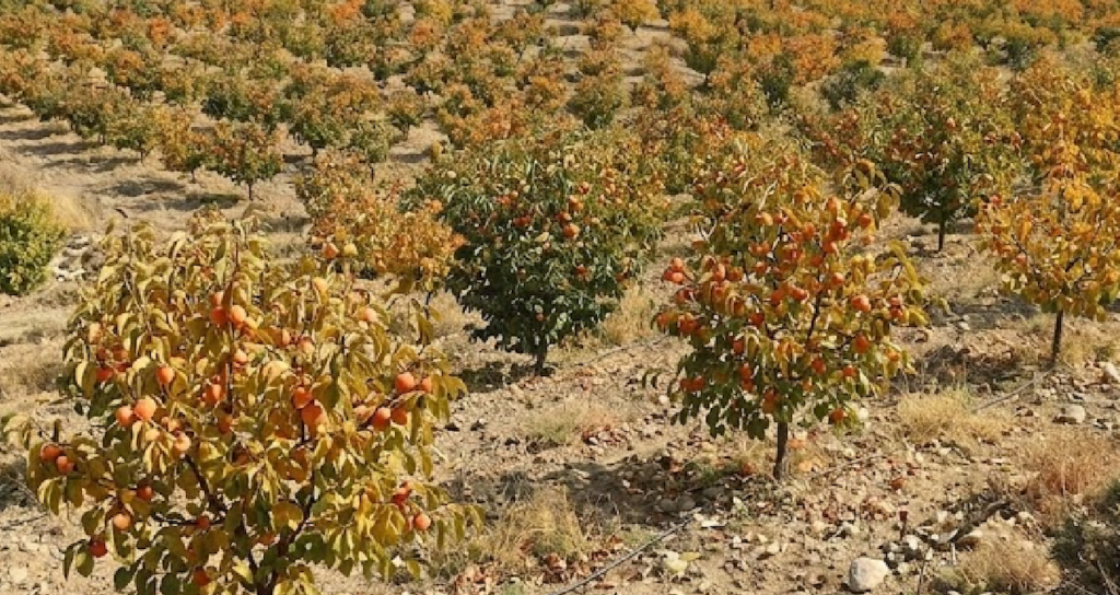 Türkiye'de Yetiştirilen Cennet Hurması Taze ve Kurutulmuş Olarak Küresel Pazara Sunuluyor