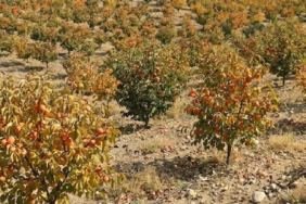 Türkiye'de Yetiştirilen Cennet Hurması Taze ve Kurutulmuş Olarak Küresel Pazara Sunuluyor