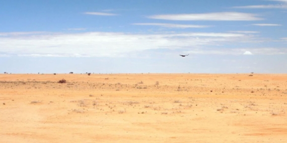 Arap Yarımadası'ndaki Kasırgaların Tetiklediği Çöl Çekirgesi İstilası Doğu Afrika ve Asya'ya Yayıldı