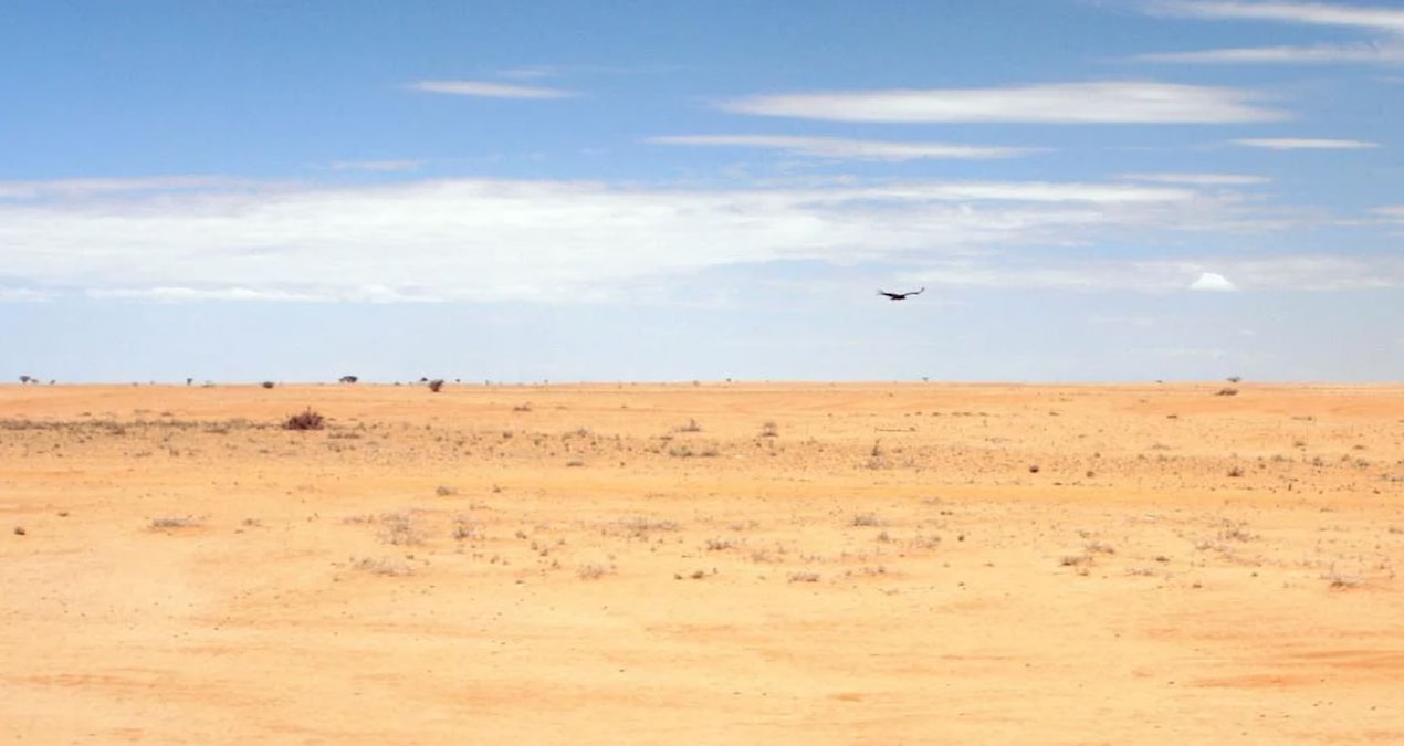 Arap Yarımadası'ndaki Kasırgaların Tetiklediği Çöl Çekirgesi İstilası Doğu Afrika ve Asya'ya Yayıldı