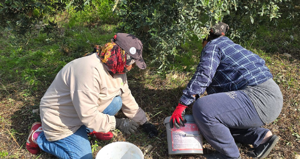 Hatay Samandağ'da Halhalı Zeytini Hasadı Başladı: Bahçede Kilogramı 150 Liraya Ulaştı