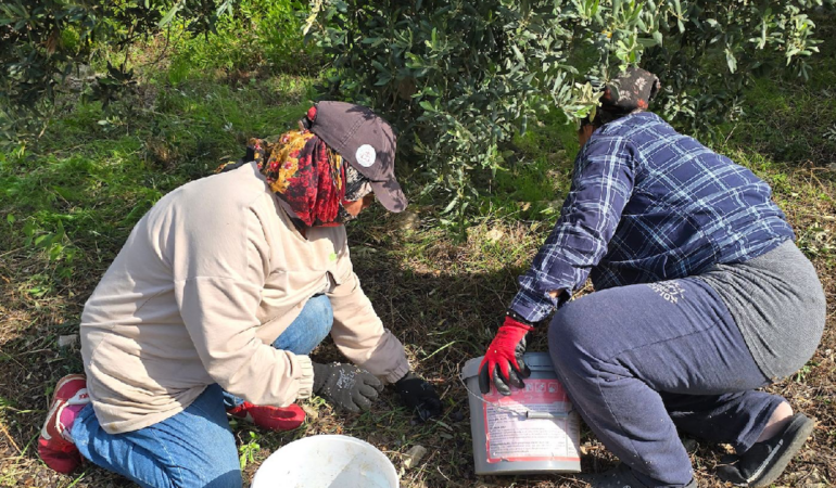 Hatay Samandağ'da Halhalı Zeytini Hasadı Başladı: Bahçede Kilogramı 150 Liraya Ulaştı