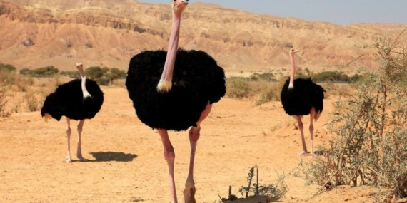 Nijer'deki Gadabedji Rezervi'ne 70 Yıl Sonra 8 Kuzey Afrika Deve Kuşu Bırakıldı
